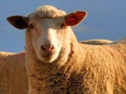 sheep99